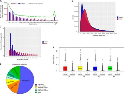 Long Non-coding RNA and mRNA Profile of Liver Tissue During Four Developmental Stages in the Chicken